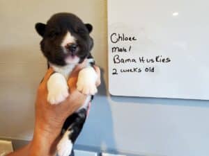 agouti husky puppy for sale