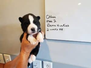 agouti husky puppy for sale