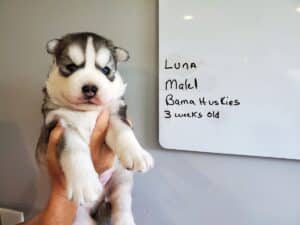 grey and white male husky puppy