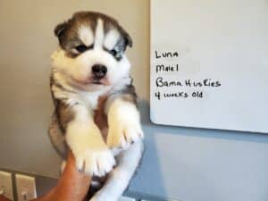 grey husky puppy