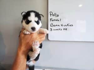black and white husky puppy for sale