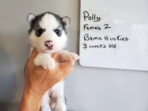 grey and white husky puppy for sale