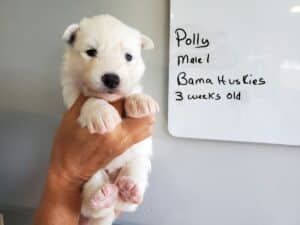 white husky puppy for sale