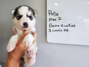 grey and white husky puppy for sale