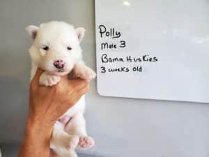 white husky puppy for sale