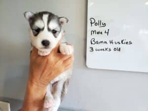 grey and white husky puppy for sale