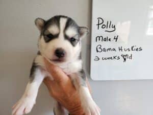 grey and white husky puppy for sale