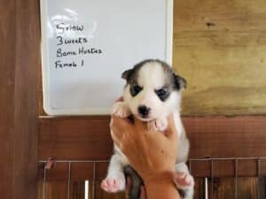 Grey and white husky puppy