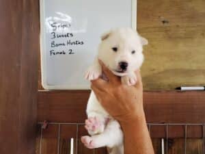 white husky puppy