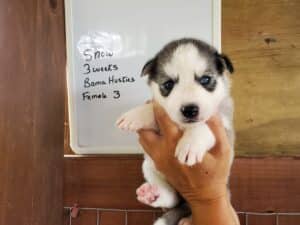 Grey and white husky puppy