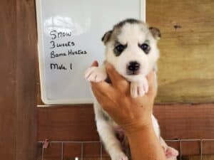 Grey and white husky puppy