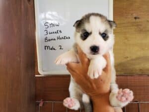 Grey and white husky puppy