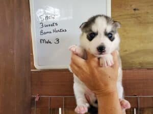 Grey and white husky puppy