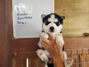black and white husky puppy for sale