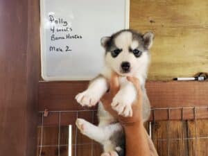 grey and white husky puppy