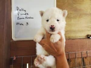 white husky puppy