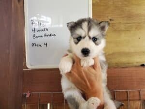 grey and white husky puppy