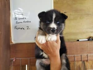 Agouti husky puppy