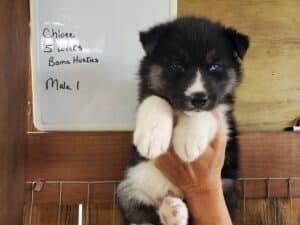 Agouti husky puppy