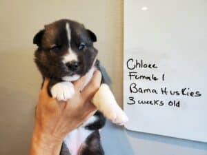 Agouti husky puppy for sale