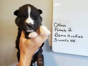 Agouti husky puppy for sale