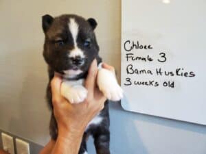 Agouti husky puppy for sale