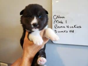 Agouti husky puppy for sale