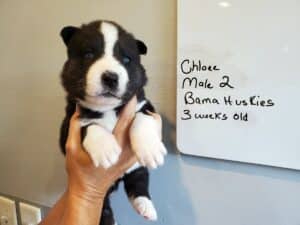 Agouti husky puppy for sale