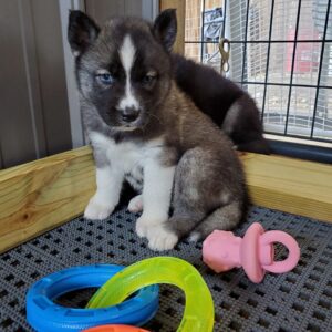 husky puppy playing with toys
