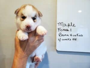 red and white husky puppy