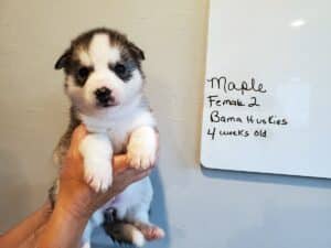 grey and white husky puppy
