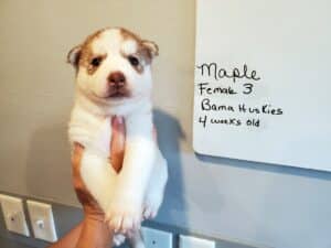 red and white husky puppy