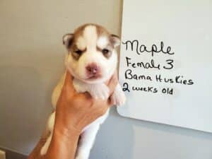 red and white husky puppy for sale