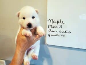 white husky puppy