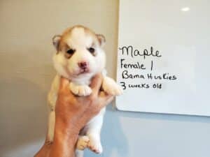 red and white siberian husky puppy