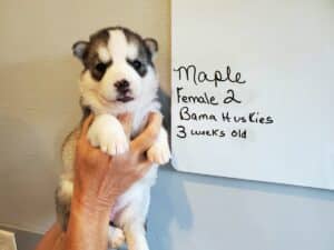 grey and white siberian husky puppy