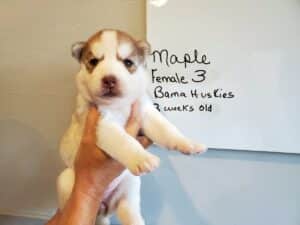 red and white siberian husky puppy