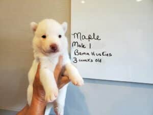 white siberian husky