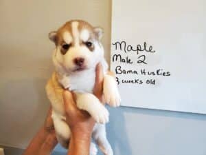 red and white siberian husky puppy