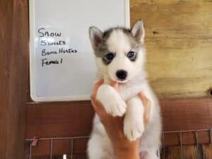 Grey and white husky puppy for sale