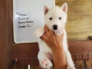 white husky puppy for sale