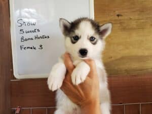 Grey and white husky puppy for sale