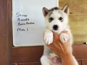 Grey and white husky puppy for sale