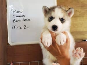 Grey and white husky puppy for sale
