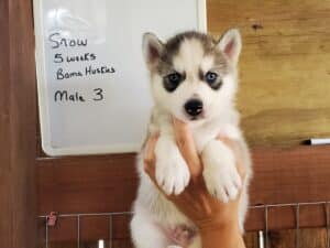 Grey and white husky puppy for sale