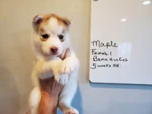 red and white husky puppy for sale