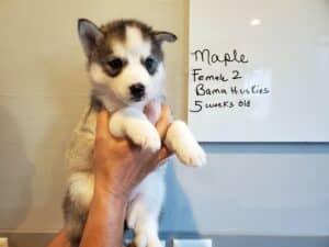 grey and white husky puppy for sale