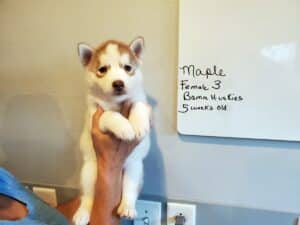 red and white husky puppy for sale