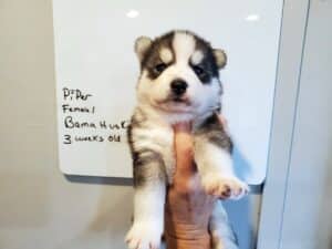 grey and white husky puppies for sale