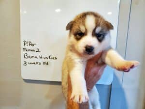 grey and white husky puppies for sale